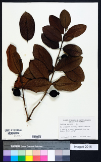 Psidium guajava image