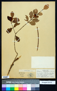 Image of Psidium dictyophyllum