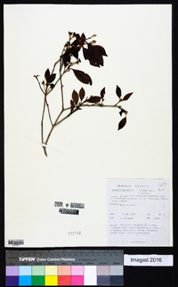 Syzygium brachiatum image