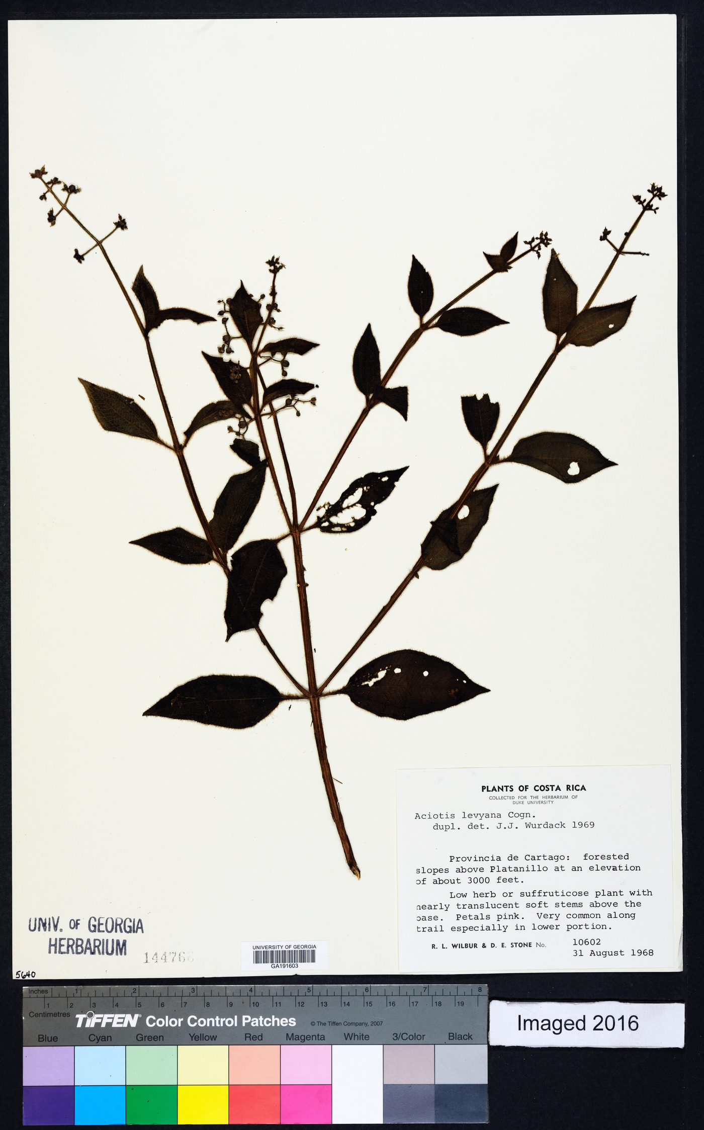 Aciotis rubricaulis image