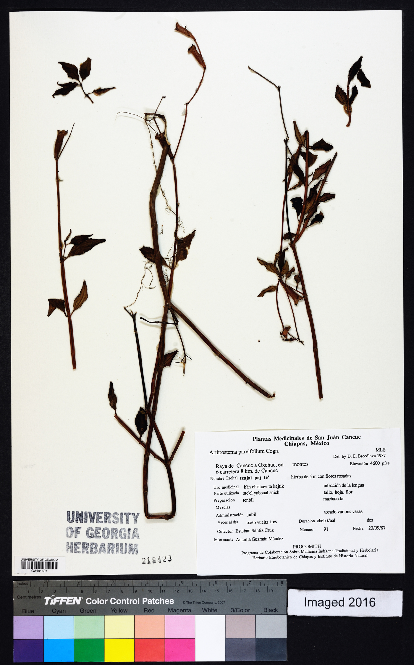 Arthrostemma parvifolium image
