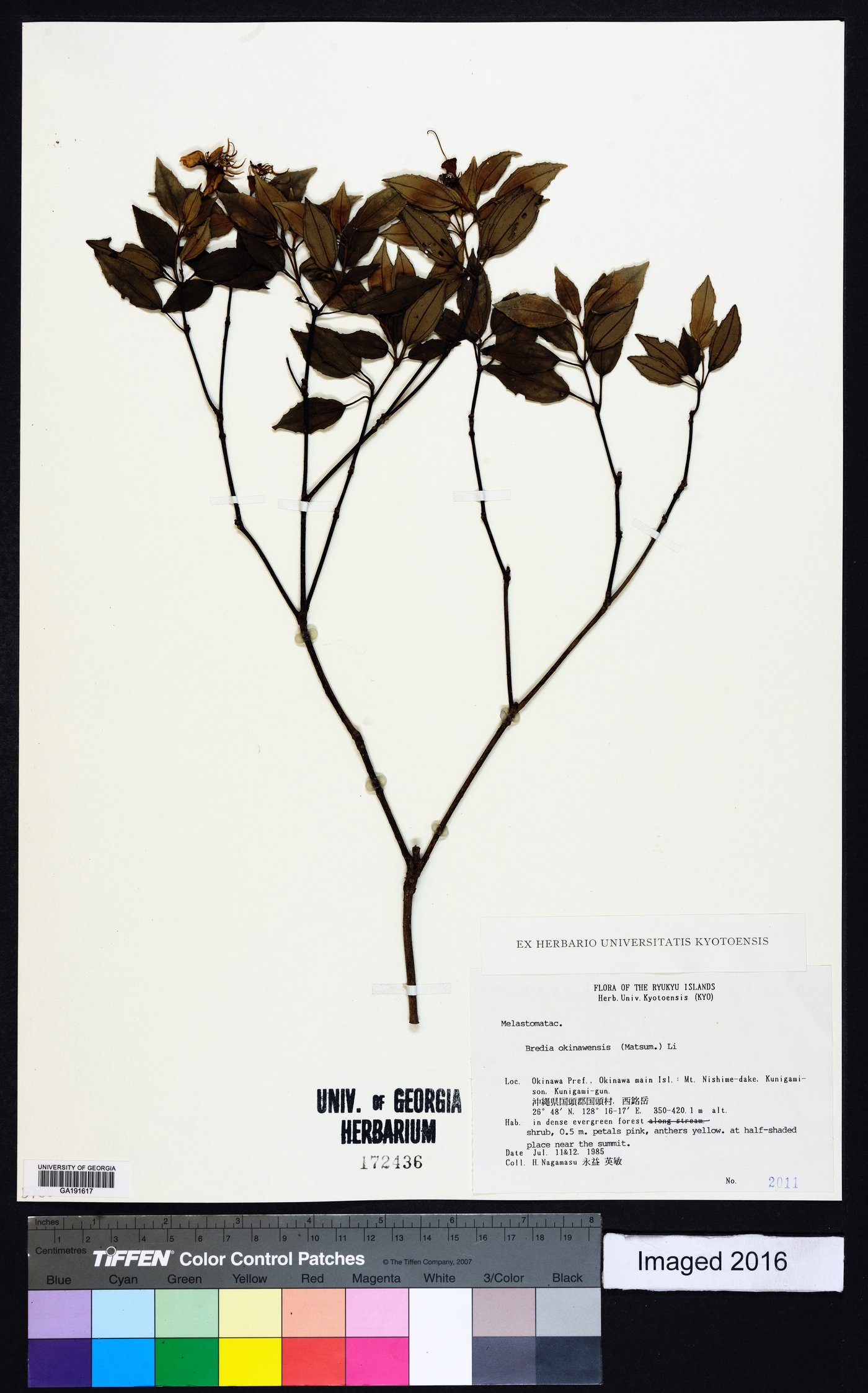 Tashiroea okinawensis image