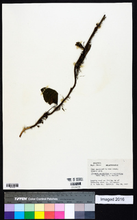 Clidemia epiphytica image