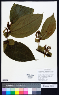 Miconia formicoheterophylla image