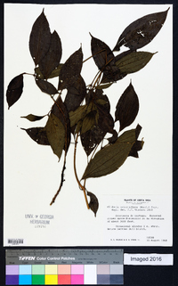 Miconia sessiliflora image