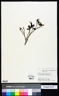 Miconia subulata image