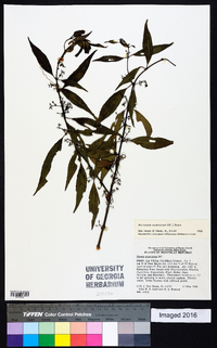 Mecranium acuminatum image