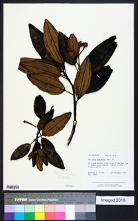 Meriania leucantha image