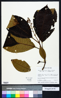 Miconia furfuracea image