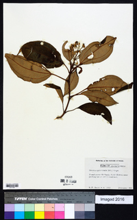 Miconia mirabilis image