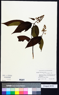 Miconia laevigata image