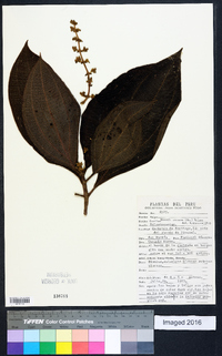 Miconia nervosa image