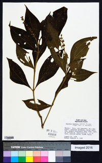 Miconia nervosa image