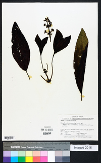 Miconia oinochrophylla image