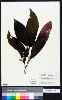 Miconia oinochrophylla image