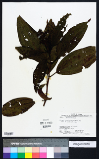 Miconia oinochrophylla image