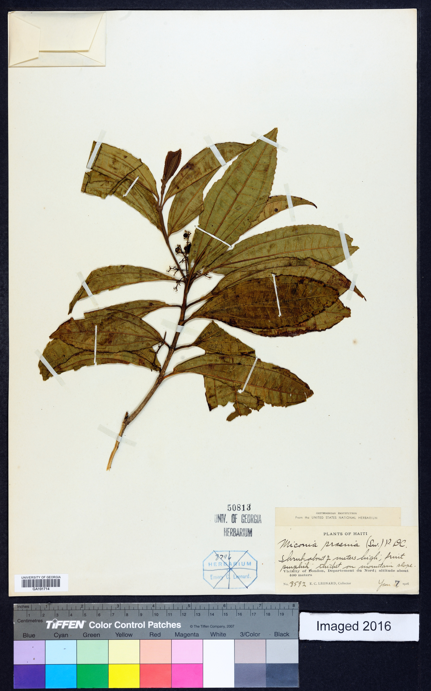 Miconia prasina image