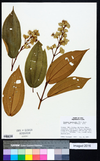 Miconia serrulata image