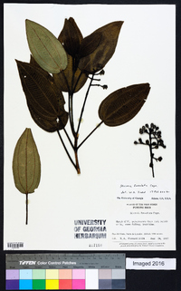 Miconia foveolata image