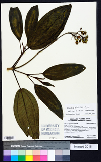 Miconia sintenisii image