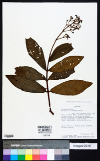 Miconia reducens image