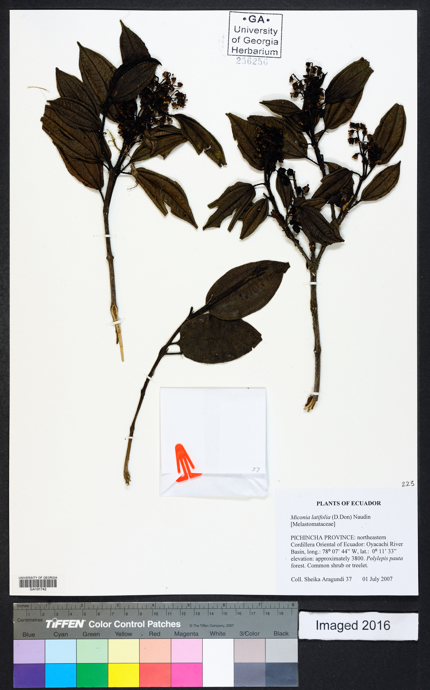 Miconia latifolia image