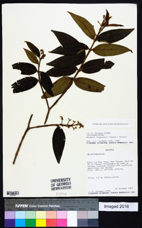 Miconia ibaguensis image