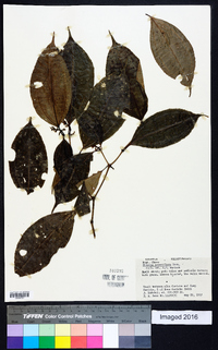 Miconia lateriflora image