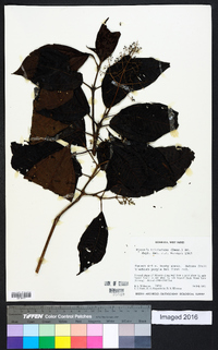 Acinodendron trichotomum image