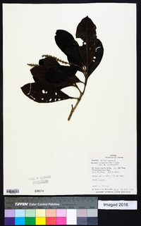 Miconia trinervia image