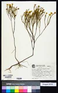 Image of Chaetostoma selagineum