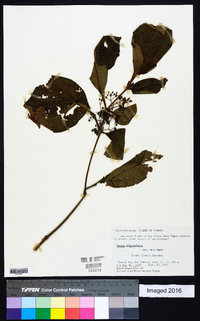 Media resource of Clidemia quinquenervia