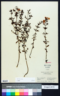 Rhexia lutea image