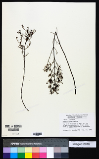 Rhexia lutea image