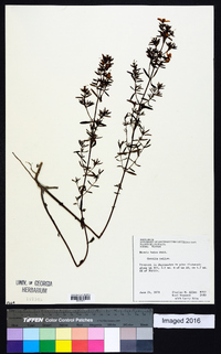 Rhexia lutea image