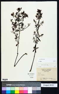 Rhexia lutea image