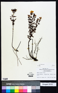 Rhexia lutea image