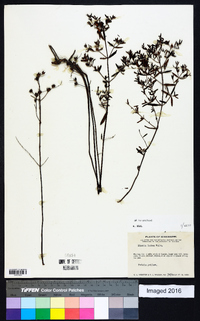 Rhexia lutea image