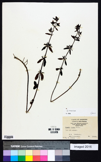 Rhexia lutea image