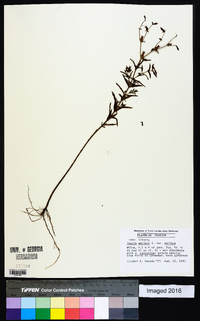 Rhexia mariana var. mariana image