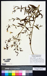Rhexia mariana var. mariana image