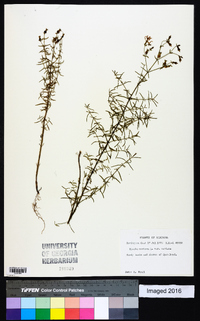 Rhexia mariana var. mariana image