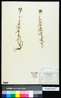 Rhexia mariana var. mariana image