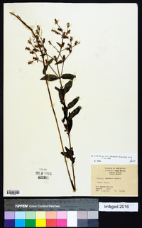 Rhexia mariana var. interior image