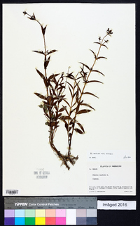 Rhexia mariana var. mariana image