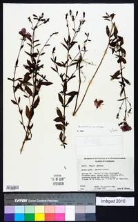 Rhexia mariana var. mariana image