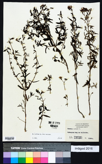 Rhexia mariana var. mariana image