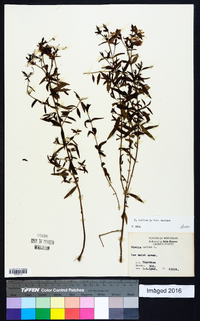 Rhexia mariana var. mariana image