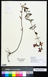 Rhexia nashii image