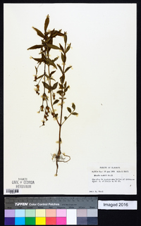 Rhexia nashii image